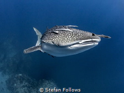 Suspension

Whale Shark - Rhincodon typus

Sail Rock,... by Stefan Follows 